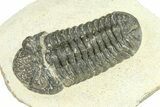 Bargain, Morocops Trilobite - Large Specimen #287595-2